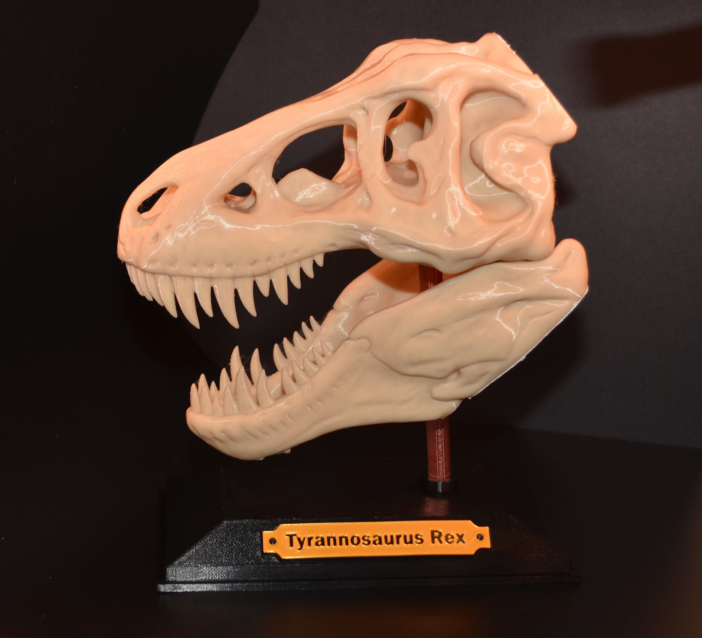 Tyrannosaurus Rex - T. rex Dinosaur Skull by Makerbot