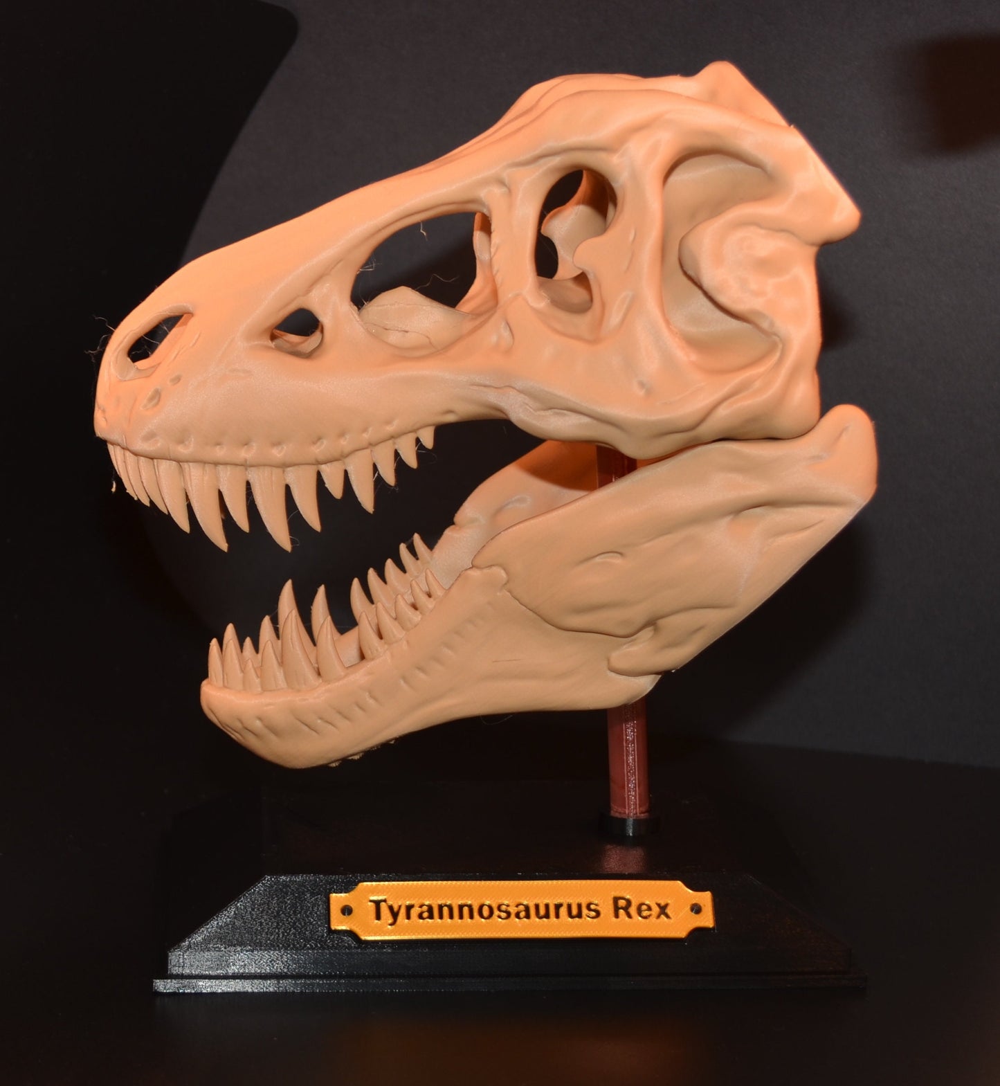 Tyrannosaurus Rex - T. rex Dinosaur Skull by Makerbot
